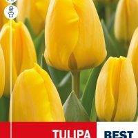 golden apeldoorn