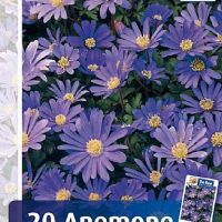 Anemone - Blue Shade