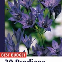 Brodiaea