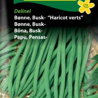 Buskbønne Haricot verts
