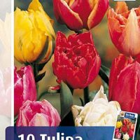 Dobbelt tulipan-mix