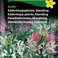 Edderkoppeplante - blanding - Spider