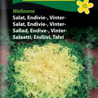 Endivie - vintersalat - Wallonne