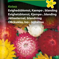 Evighedsblomst - kæmpeblanding - Koloss