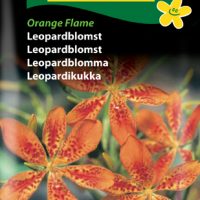 Leopardblomst Orange Flame