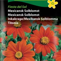 Mexicansk solblomst Fiesta del sol