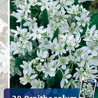 ornithogalum balancae