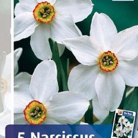 narcis recurvus pinselilje