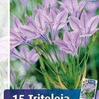 Triteleia