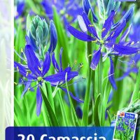 camassia quamash