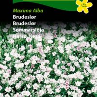 brudeslør maxima alba