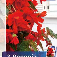 Begonia pendula red