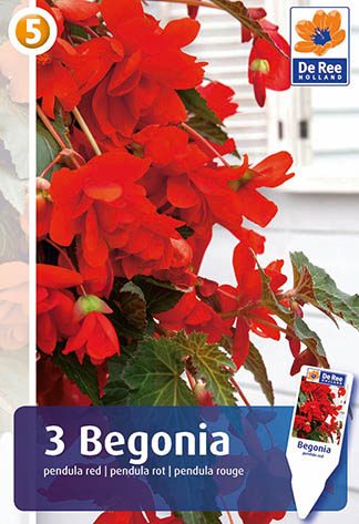 Begonia pendula red