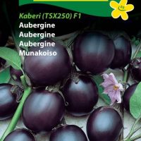 aubergine kaberi(TSX250)F1