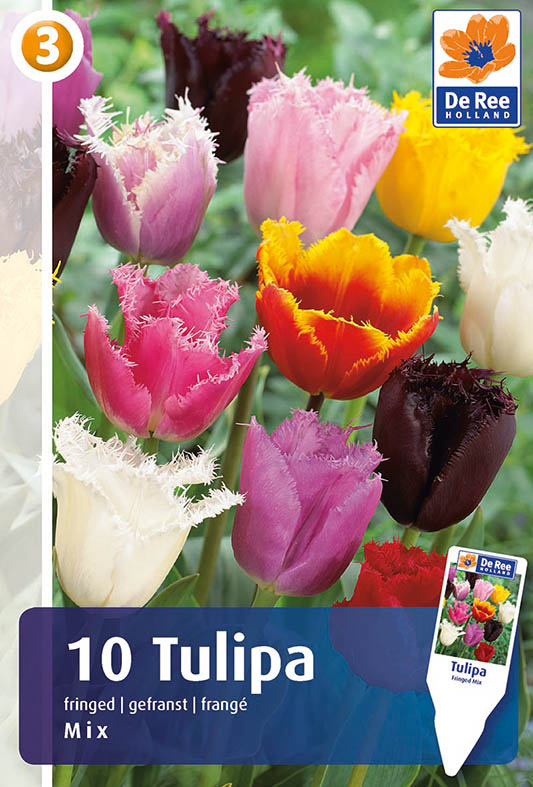 tulipan fringed mix