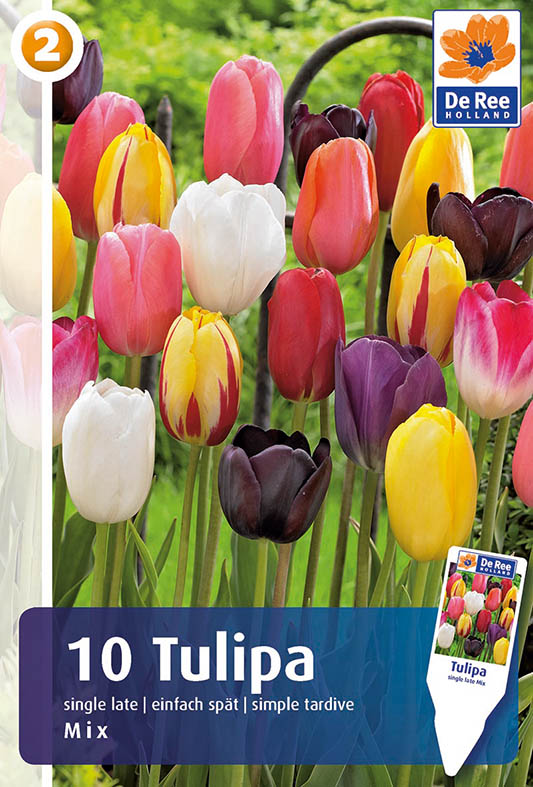 tulipan mix single late