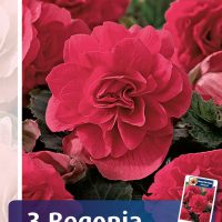 begonia double pink