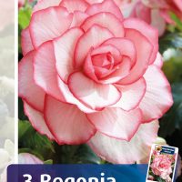 Begonia bouton de rose