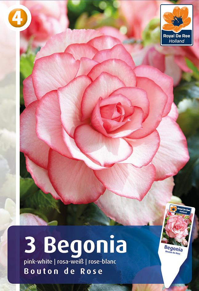 Begonia bouton de rose