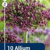 allium magic